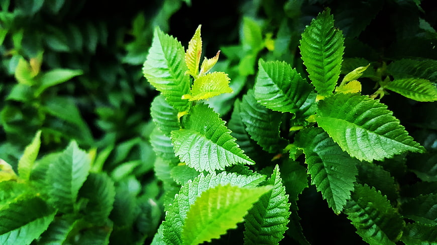 Close-up of vibrant green leaves with detailed texture