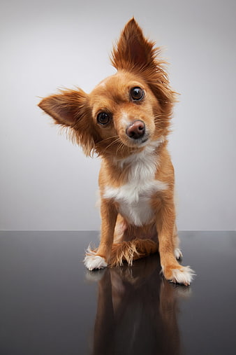 Cute Long-Haired Chihuahua Sitting on Reflective Surface