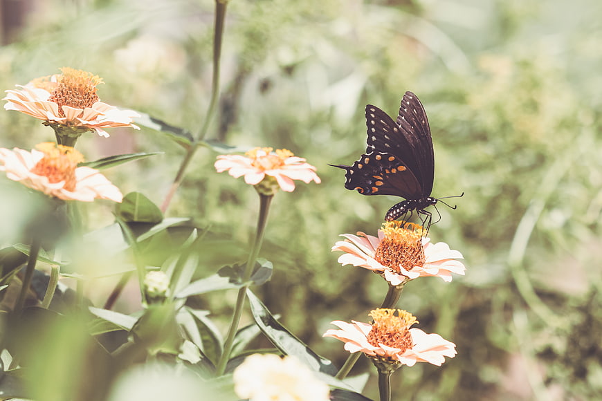Black Swallowtail Butterfly on Pink Zinnia Flower