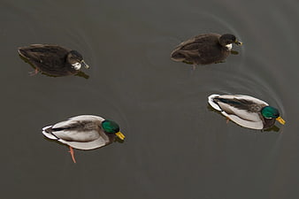 Four Mallard Ducks Swimming in Dark Water