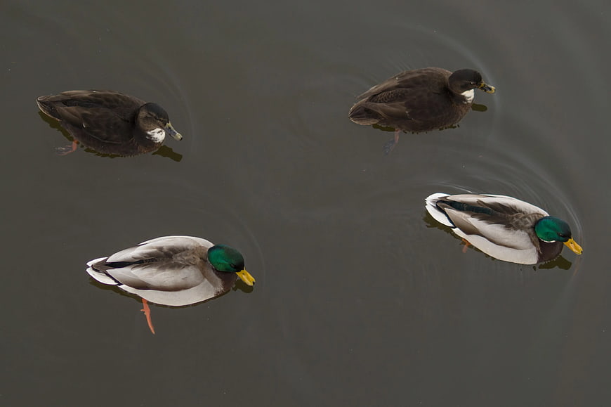 Four Mallard Ducks Swimming in Dark Water