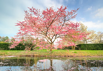 Pink flowering cherry tree by pond in spring park