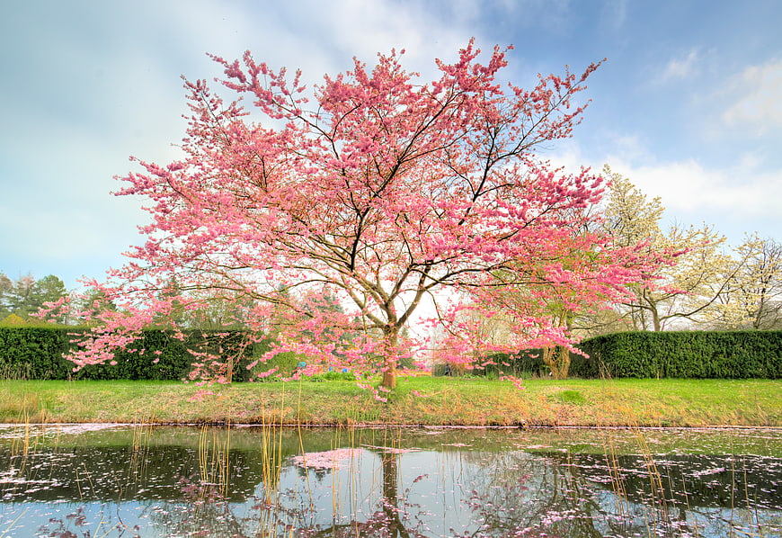 Pink flowering cherry tree by pond in spring park