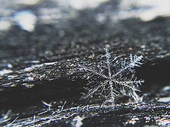 Macro Close-Up of Intricate Snowflake on Dark Wood