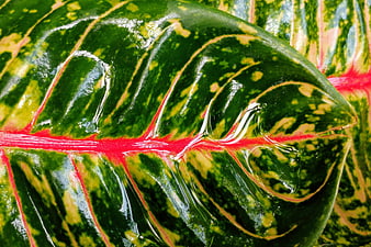 Close-up of vibrant green and red croton leaf with water droplets