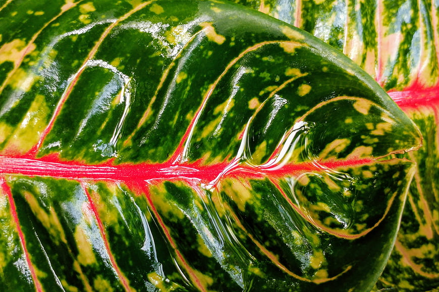 Close-up of vibrant green and red croton leaf with water droplets