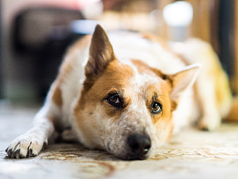 Sad brown and white dog lying on carpet looking at camera