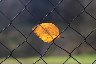 Golden autumn leaf caught in chain link fence