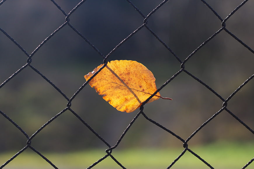 Golden autumn leaf caught in chain link fence