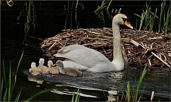Mute swan family with cygnets swimming near nest