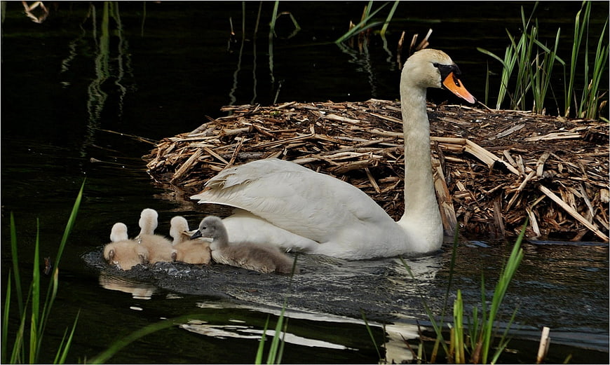Mute swan family with cygnets swimming near nest