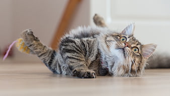 Playful Tabby Kitten Lying on Back with Yarn Toy