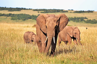 African Elephants Walking Through Golden Savanna Grass