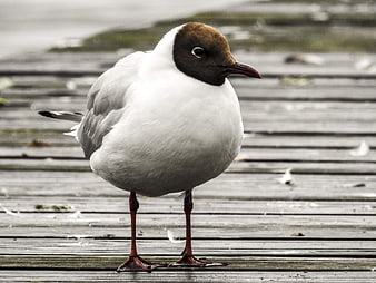 Black-headed Gull Standing on Wooden Dock Planks