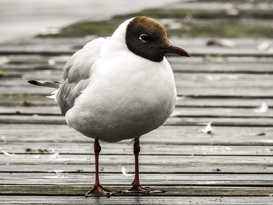 Black-headed Gull Standing on Wooden Dock Planks