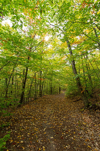 Sunlit forest path with green and yellow autumn foliage