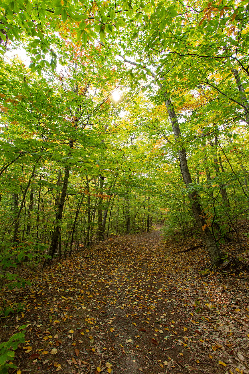 Sunlit forest path with green and yellow autumn foliage