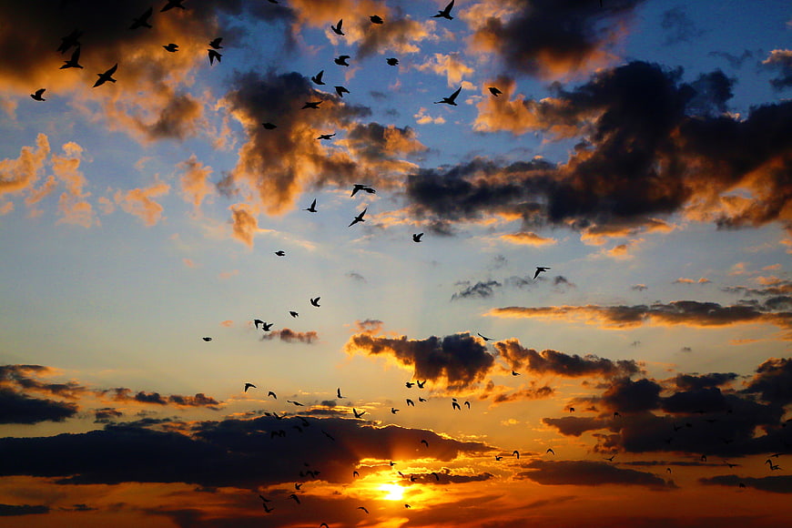 Silhouetted Birds Flying Against Dramatic Sunset Sky