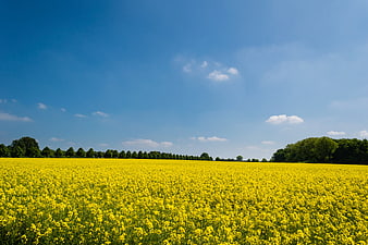 Vibrant Yellow Rapeseed Field Under Blue Sky