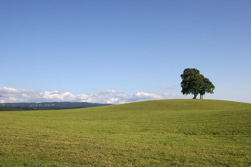 Lone Tree on Rolling Green Hill Under Blue Sky
