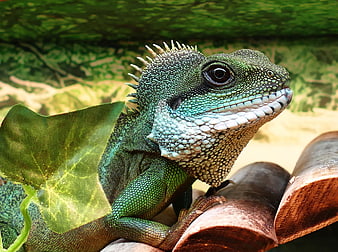Close-up of a male Chinese water dragon on a branch