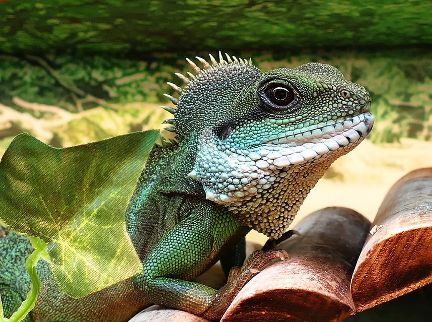 Close-up of a male Chinese water dragon on a branch