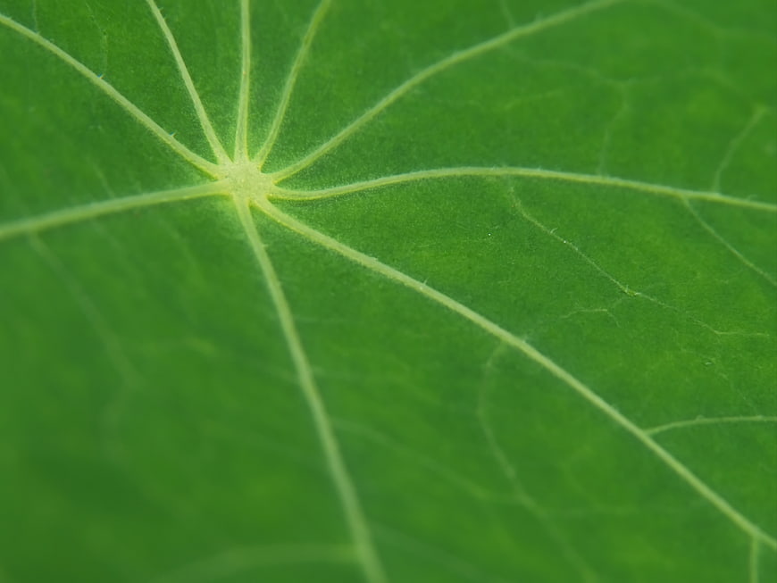 Macro Close-Up of Green Leaf Veins and Texture
