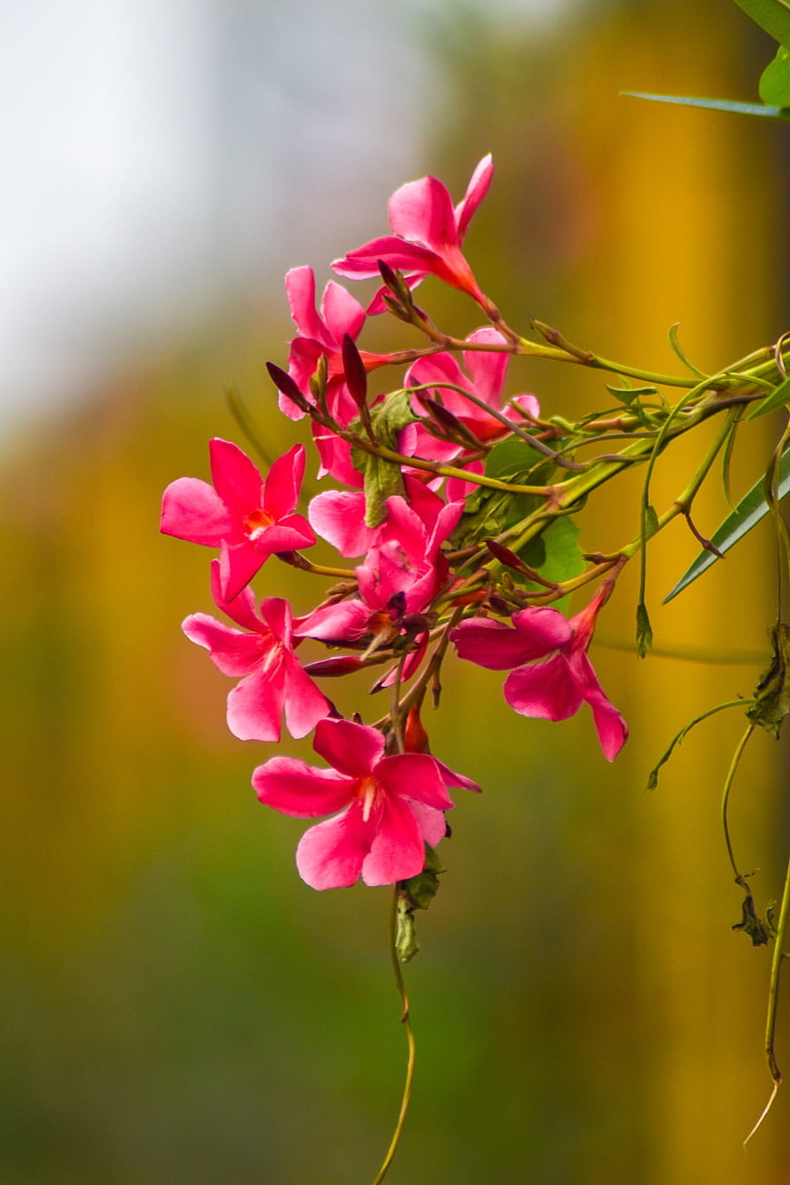 Vibrant Pink Oleander Flowers on Blurred Background