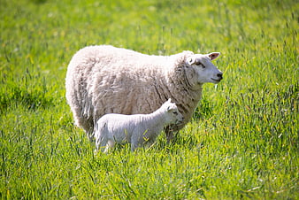 Mother sheep and lamb grazing in green pasture