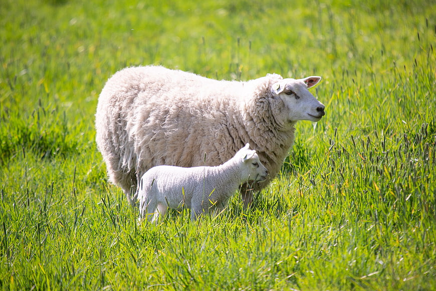 Mother sheep and lamb grazing in green pasture