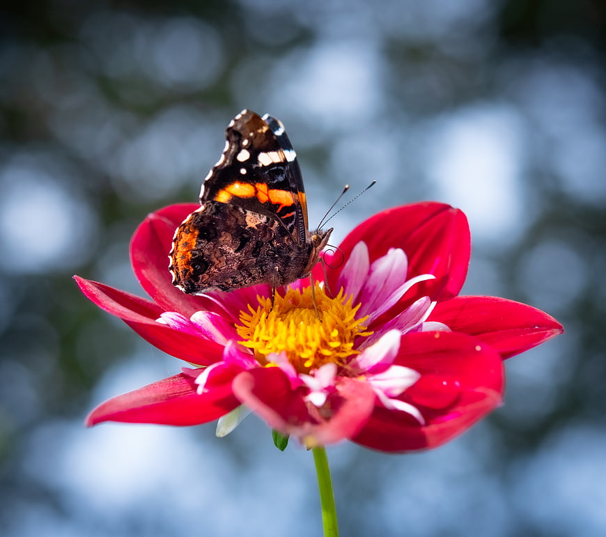 Red Admiral Butterfly on Vibrant Red Dahlia Flower