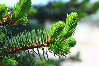 Close-up of fresh green pine needles on a branch