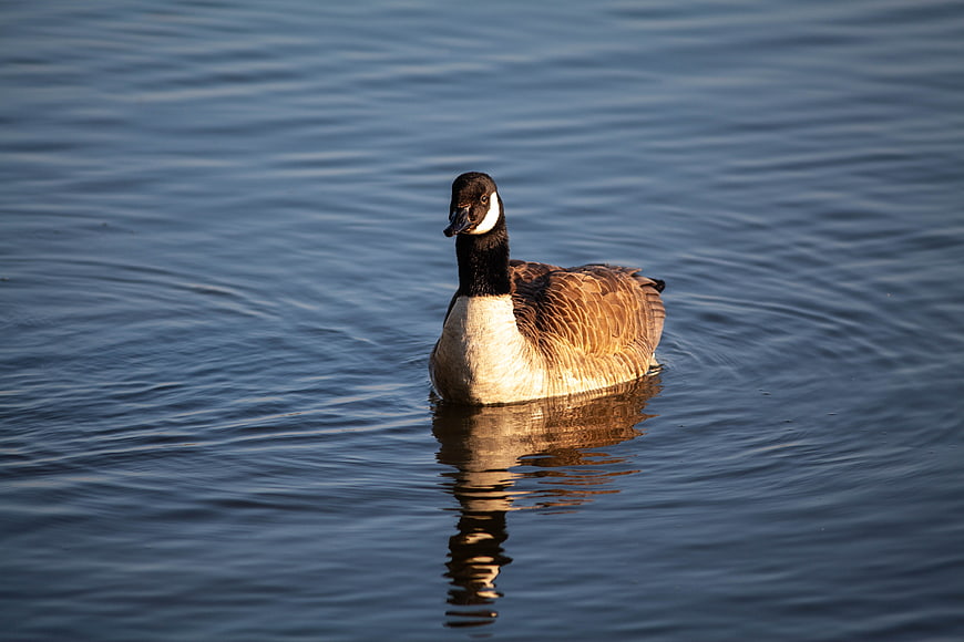 Canada Goose Swimming in Calm Blue Lake Water