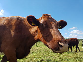 Close-up of a curious brown cow in a sunny pasture