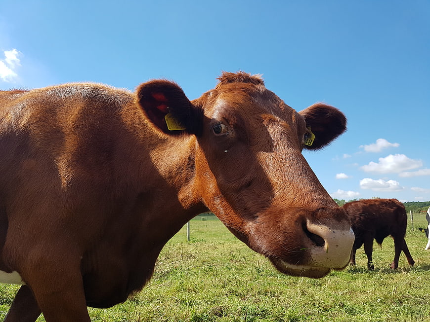 Close-up of a curious brown cow in a sunny pasture