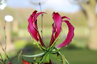 Close-up of vibrant pink and green Gloriosa lily flower