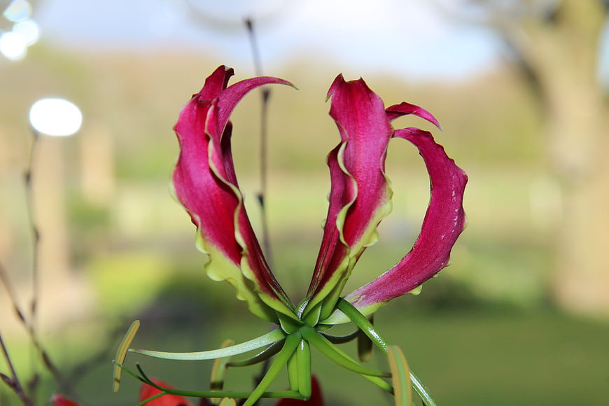 Close-up of vibrant pink and green Gloriosa lily flower