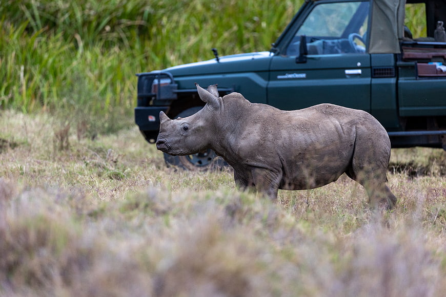 Baby rhinoceros calf walking near safari jeep in grass