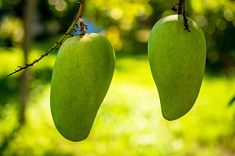 Two Green Mangoes Hanging From A Tree Branch In Sunlight
