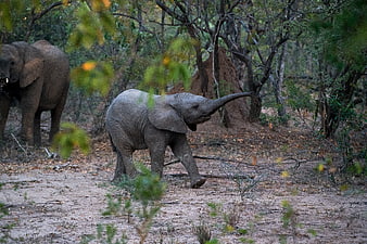 Baby elephant walking in African bush with adult