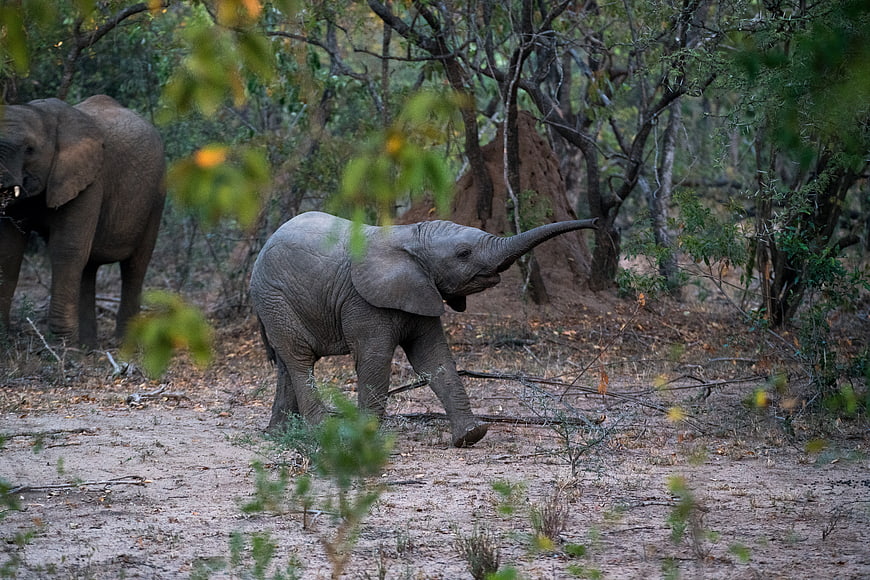 Baby elephant walking in African bush with adult