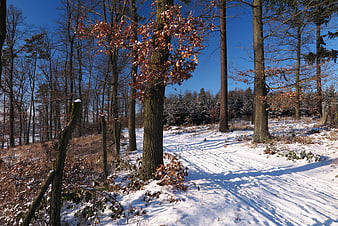 Sunny winter forest path with snow and bare trees