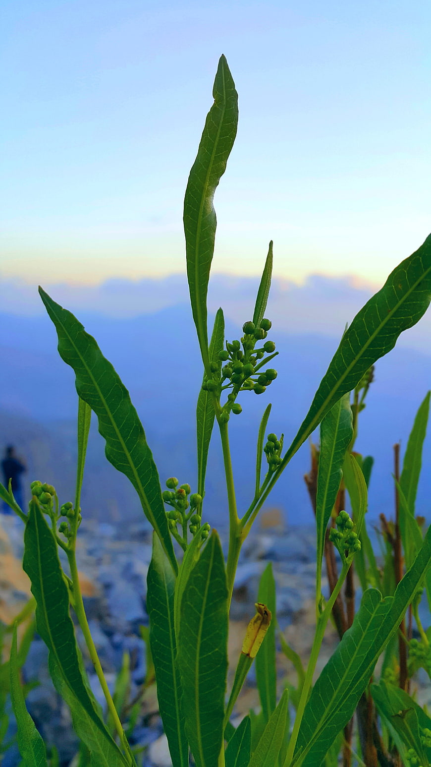 Green Plant with Buds Against Blue Mountain Sky