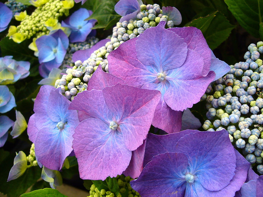 Close-up of vibrant purple and blue hydrangea flowers
