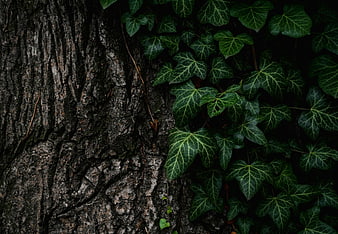 Dark Tree Bark Texture With Green Ivy Leaves