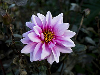 Close-up of a Pink Dahlia Flower with Yellow Center