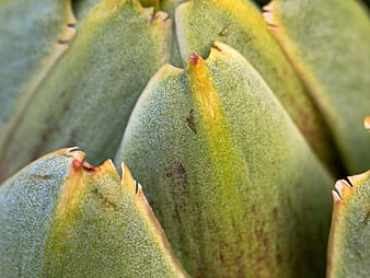 Close-up of fresh green artichoke leaves with detailed texture