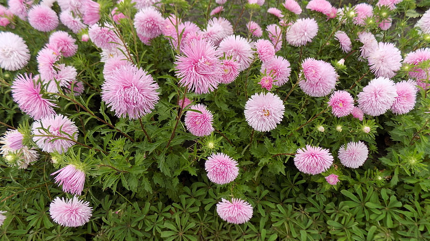 Pink Asters Blooming in a Garden Bed