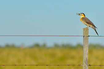 Golden-fronted Woodpecker Perched on Fence Post in Field