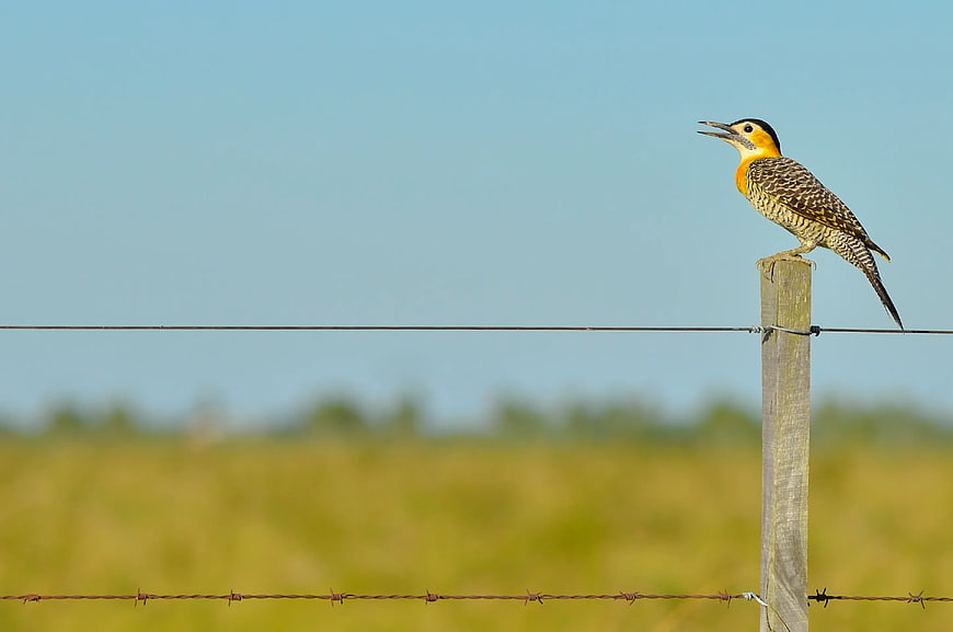Golden-fronted Woodpecker Perched on Fence Post in Field